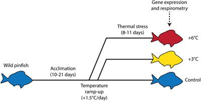 Ocean Warming Leads to Increases in Aerobic Demand and Changes to Gene Expression in the Pinfish (Lagodon rhomboides)